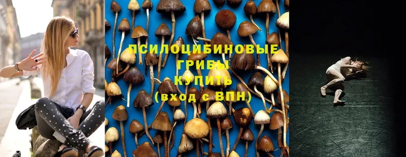 Псилоцибиновые грибы Psilocybine cubensis  мориарти какой сайт  Колпашево  blacksprut как войти 